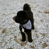 Zebra Print